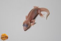 Пятнистый эублефар морфы Super RAPTOR Pied
